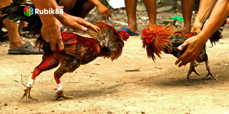 Các loại cược đá gà kiểu Thomo hôm nay tại nhà cái