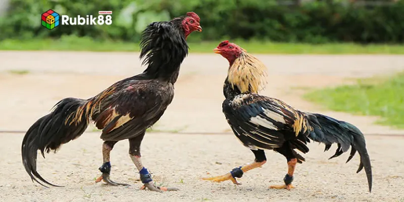 Cựa sắt và cựa dao