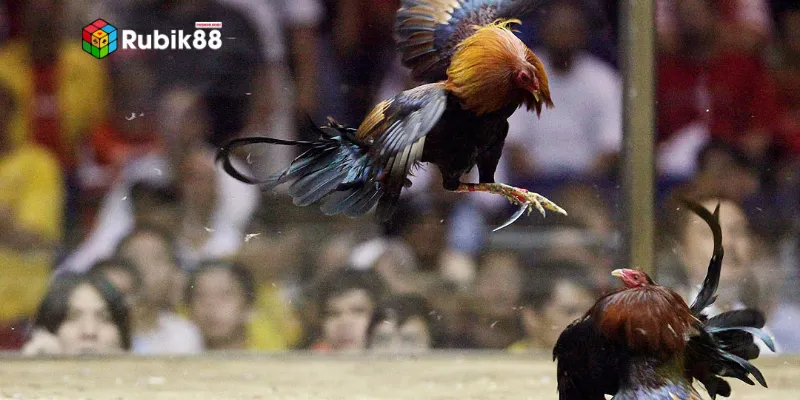 Đá gà cựa dao là gì?