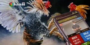 Đá gà mạng là gì?