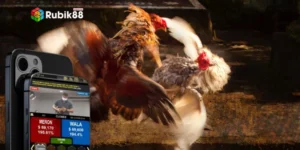 Giới thiệu về dịch vụ đá gà trực tiếp C1 tại Rubik88