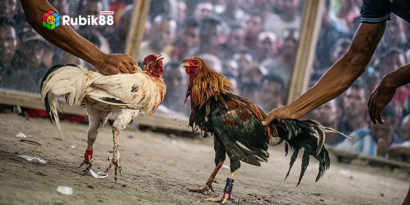 Hình thức cược gà cựa sắt