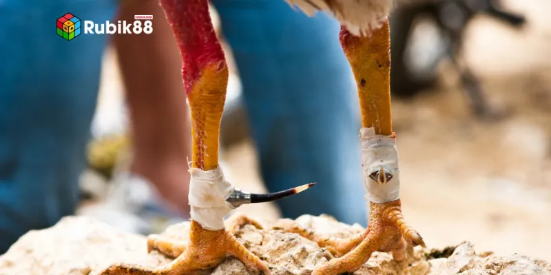 Luật chơi đá gà kiểu cựa dao cơ bản cần biết