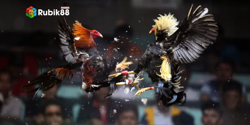 Luật chơi đá gà mạng hội viên cần biết